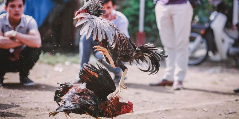 Things to Know About Live Cockfighting