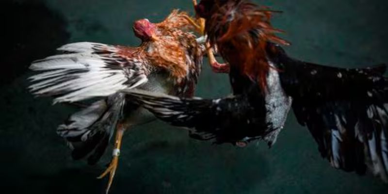 Guide to Participating in Live Cockfighting at 7jl